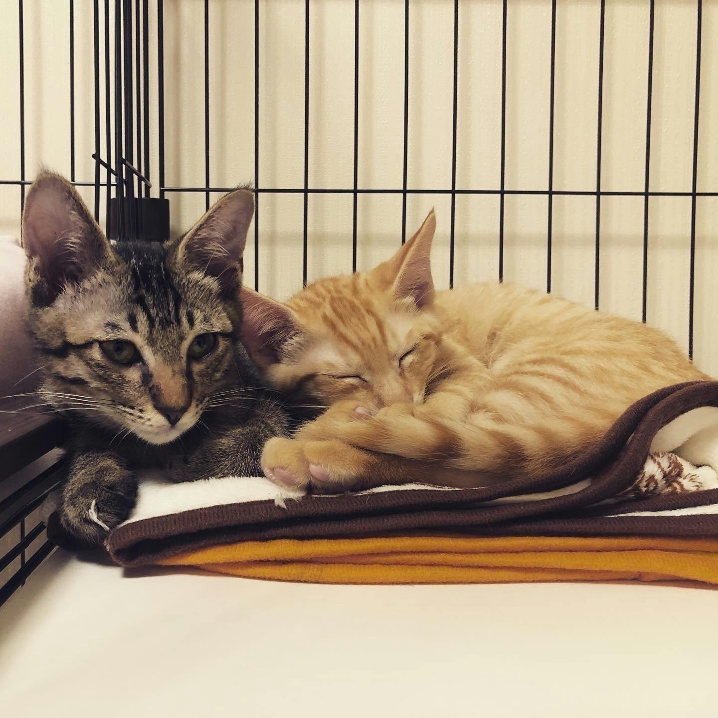 難病fipと闘う生後半年の愛猫テトを救いたい Campfire キャンプファイヤー 難病fipと闘う生後半年の愛猫テトを救いたい Campfire キャンプファイヤー
