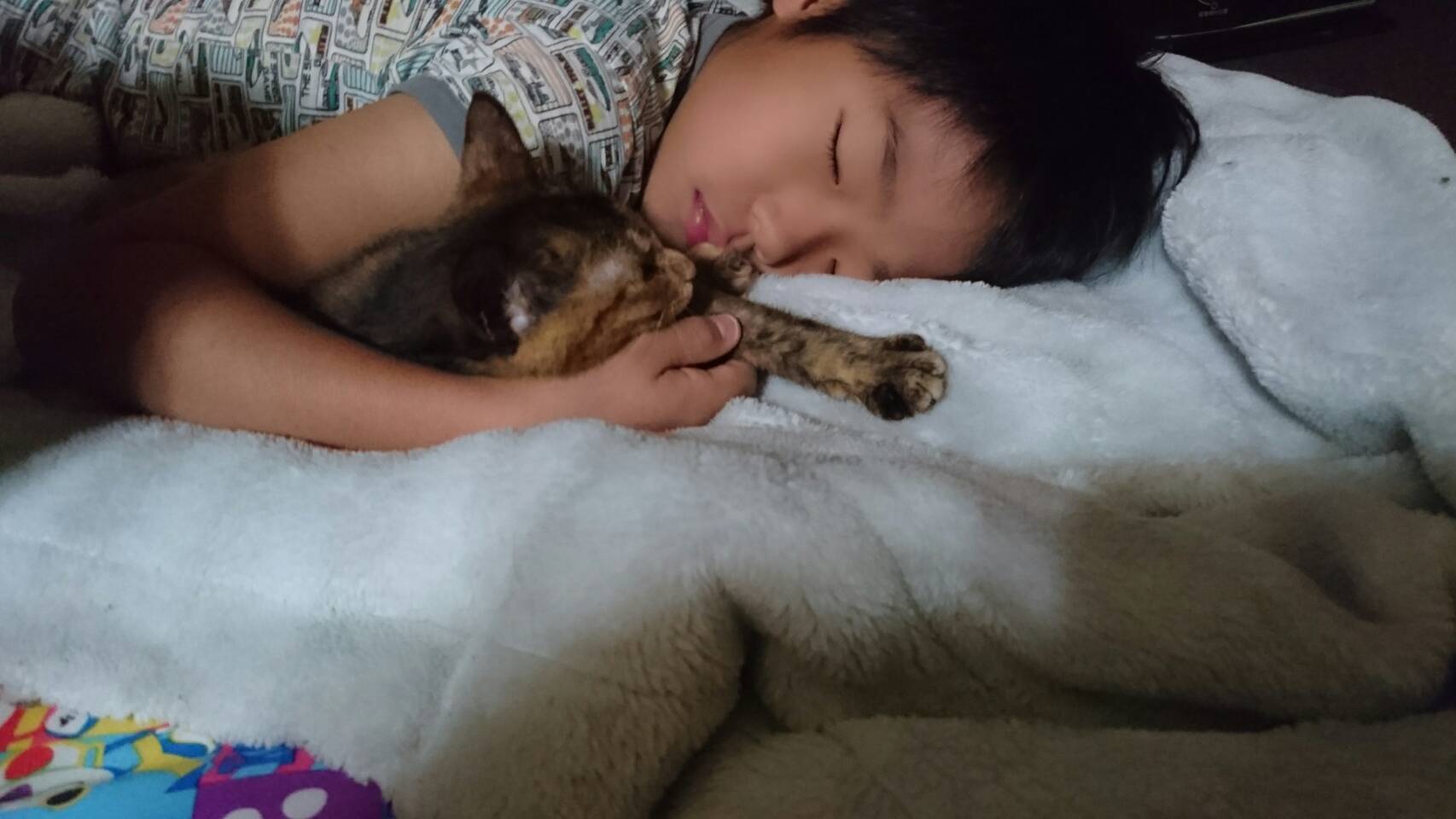 子供達の「助けてほしい！」から始まった挑戦 骨盤骨折の保護猫にご 