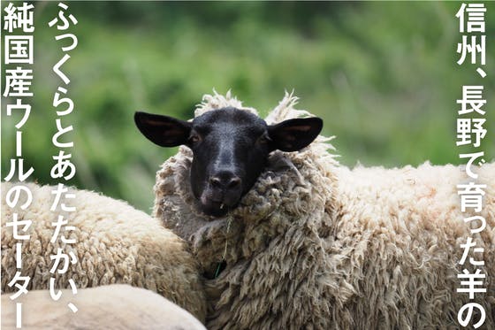 幻の羊、信州の「サフォーク」の羊毛を使ってセーターを作りたい！