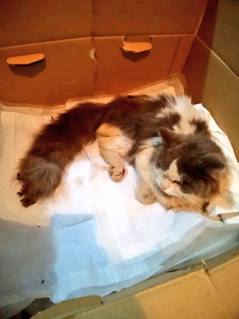 一歳ほどのマンチカン ブリーダー放棄され自動車事故にあったねこ保護費に支援を Campfire キャンプファイヤー 一歳ほどのマンチカン ブリーダー放棄され自動車事故にあったねこ保護費に支援を Campfire キャンプファイヤー