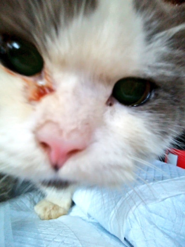 一歳ほどのマンチカン ブリーダー放棄され自動車事故にあったねこ保護費に支援を Campfire キャンプファイヤー 一歳ほどのマンチカン ブリーダー放棄され自動車事故にあったねこ保護費に支援を Campfire キャンプファイヤー