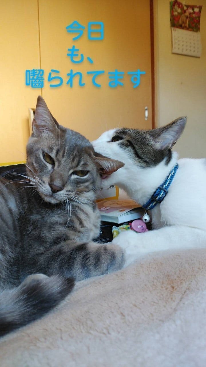 Fip 猫伝染性腹膜炎 にかかった子猫ガブを助けて下さい Campfire キャンプファイヤー Fip 猫伝染性腹膜炎 にかかった子猫ガブを助けて下さい Campfire キャンプファイヤー