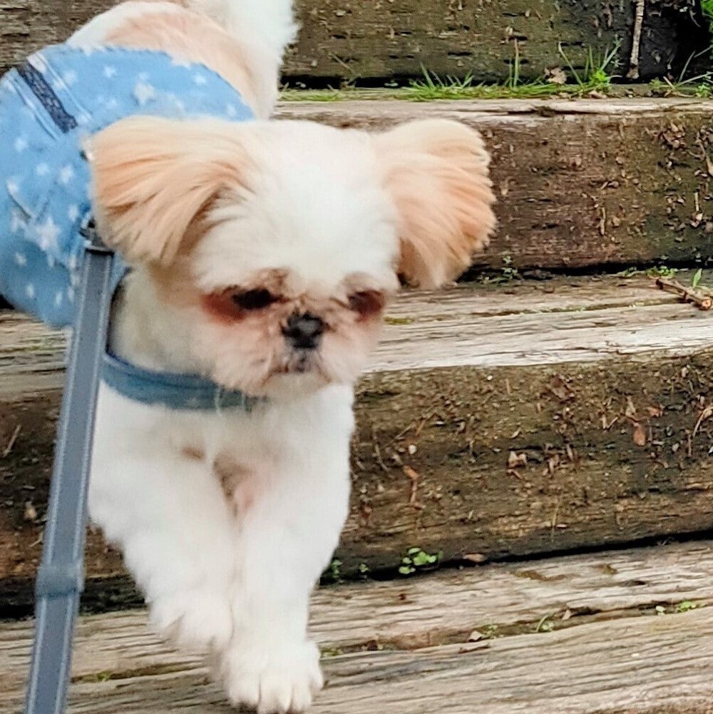 シーズーの子犬 1歳 へのがん治療費のご支援願い Campfire キャンプファイヤー シーズーの子犬 1歳 へのがん治療費のご支援願い Campfire キャンプファイヤー