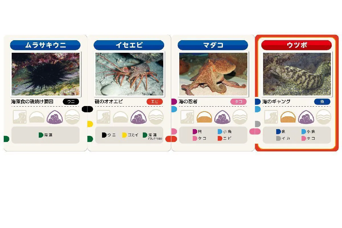 カードゲーム おさかなの海 で海の自然や生き物を知ってほしい Campfire キャンプファイヤー カードゲーム おさかなの海 で海の自然や生き物を知ってほしい Campfire キャンプファイヤー