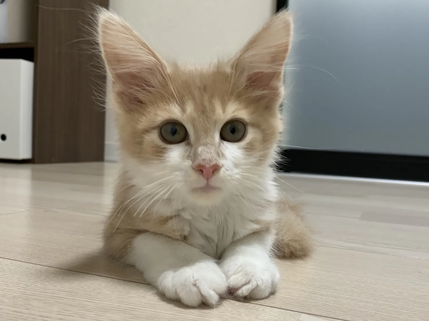 4番目のメイン画像