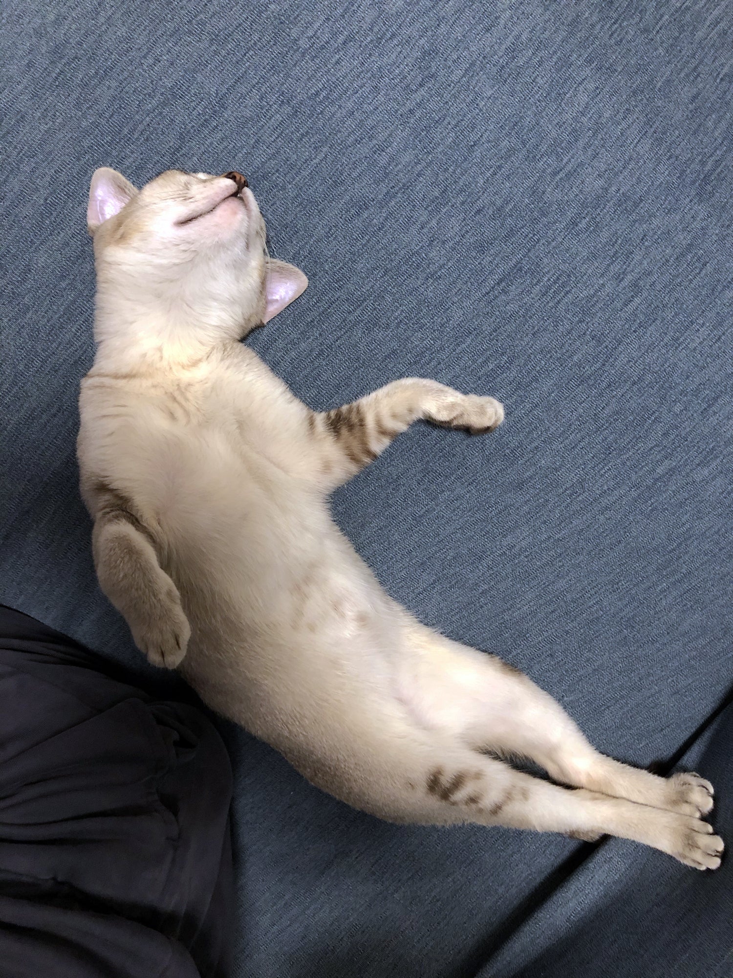 致死率100 のfip 猫伝染性腹膜炎 と闘う小さな命にどうか力をお貸し下さい Campfire キャンプファイヤー 致死率100 のfip 猫伝染性腹膜炎 と闘う小さな命にどうか力をお貸し下さい Campfire キャンプファイヤー