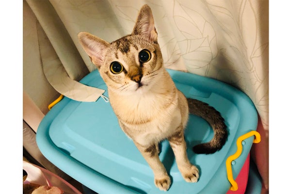 致死率100 のfip 猫伝染性腹膜炎 と闘う小さな命にどうか力をお貸し下さい Campfire キャンプファイヤー