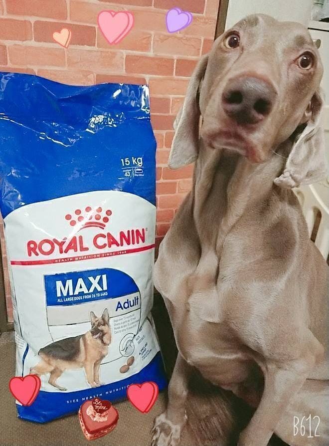 保護犬ワイマラナー兄弟の為の保護費をお願い致します Campfire キャンプファイヤー 保護犬ワイマラナー兄弟の為の保護費をお願い致します Campfire キャンプファイヤー