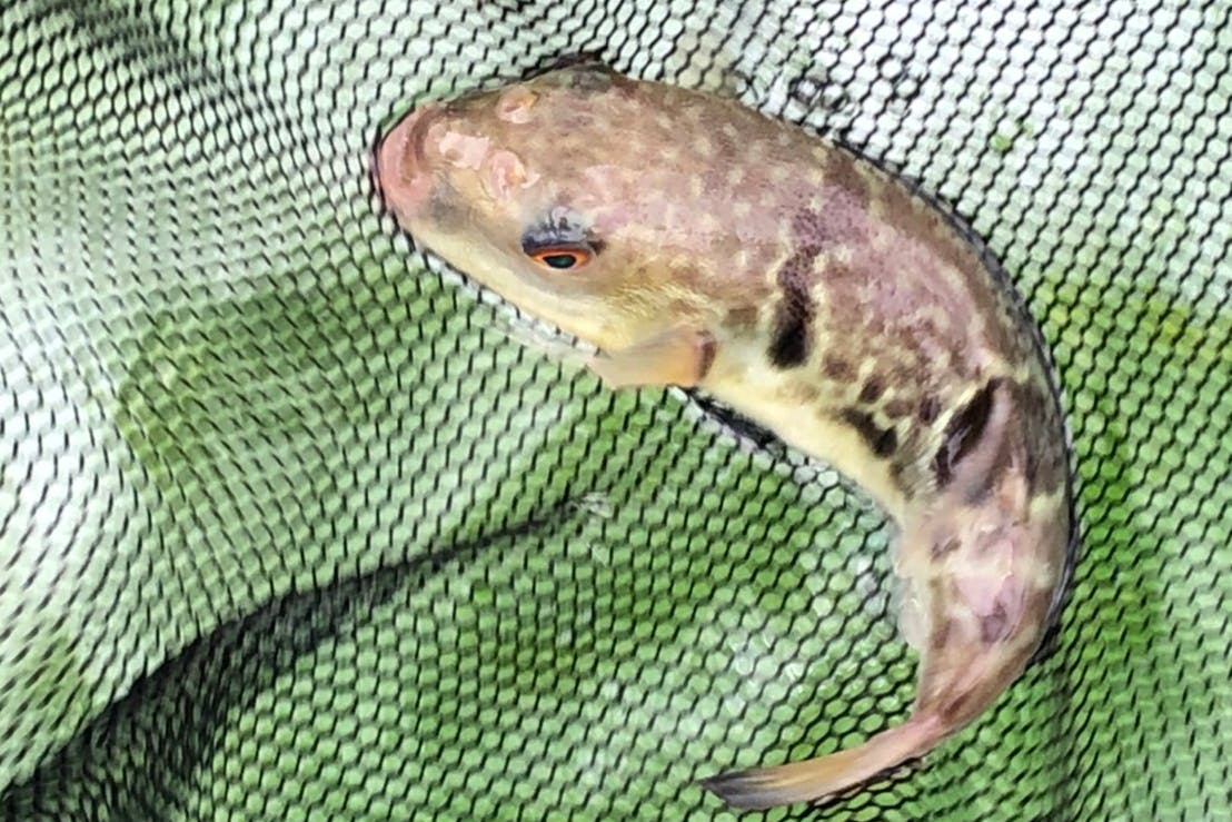 赤潮で2年分のふぐが全滅 養殖と特産品化の取組みを再開し 笠戸島を元気にしたい Campfire キャンプファイヤー 赤潮で2年分のふぐが全滅 養殖と特産品化の取組みを再開し 笠戸島を元気にしたい Campfire キャンプファイヤー