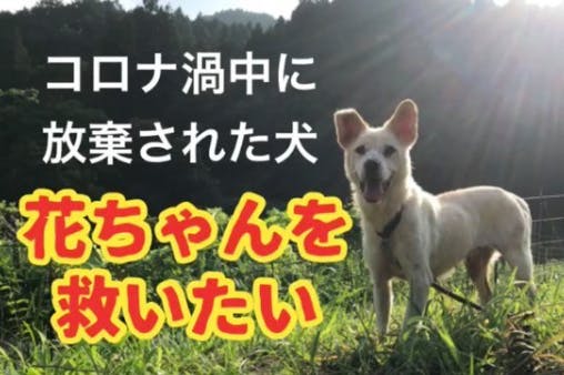 コロナ渦中で放棄された犬 花ちゃん を救いたい Campfire キャンプファイヤー