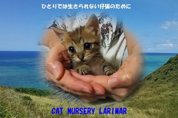 保護団体の無い石垣島に保護施設を作りたい Campfire キャンプファイヤー 保護団体の無い石垣島に保護施設を作りたい Campfire キャンプファイヤー