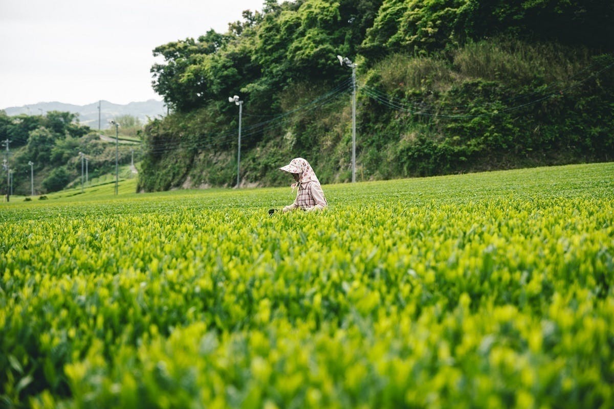 小さな茶農家 コロナで販路 売上が大幅減 ネット販売に本気で取り組みたい Campfire キャンプファイヤー 小さな茶農家 コロナで販路 売上が大幅減 ネット販売に本気で取り組みたい Campfire キャンプファイヤー