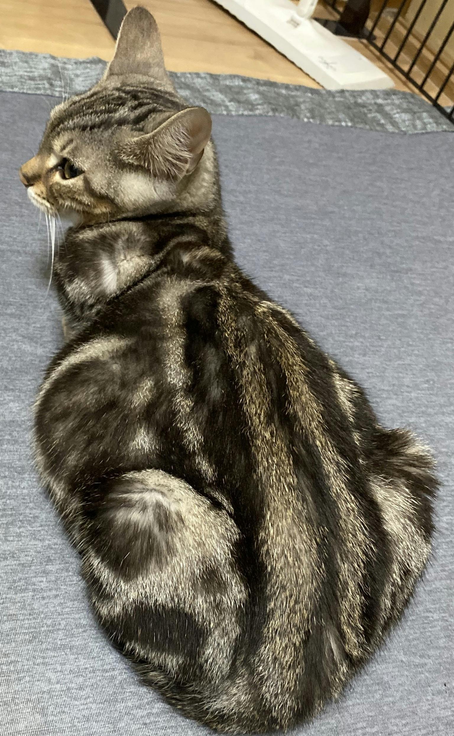 致死率100 Fip 猫伝染性腹膜炎 と闘う子猫にどうか力を貸してください Campfire キャンプファイヤー 致死率100 Fip 猫伝染性腹膜炎 と闘う子猫にどうか力を貸してください Campfire キャンプファイヤー