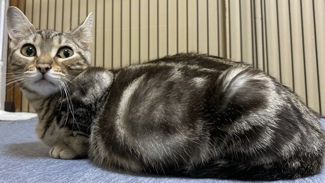 致死率100%】FIP(猫伝染性腹膜炎)と闘う子猫にどうか力を貸して 