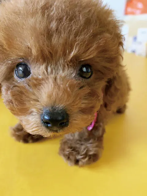 4番目のメイン画像