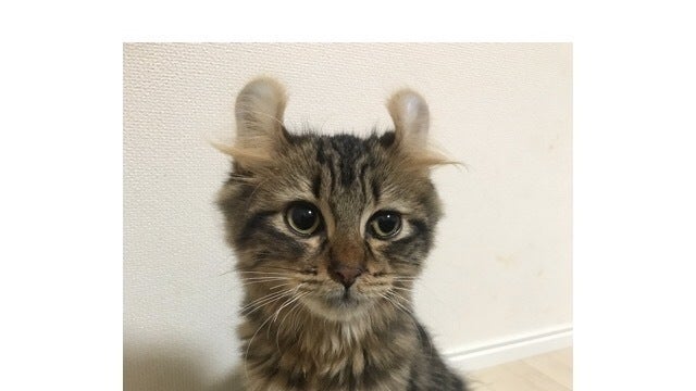致死率ほぼ100%の猫伝染性腹膜炎【FIP】から愛猫ばぶおを救いたいです 
