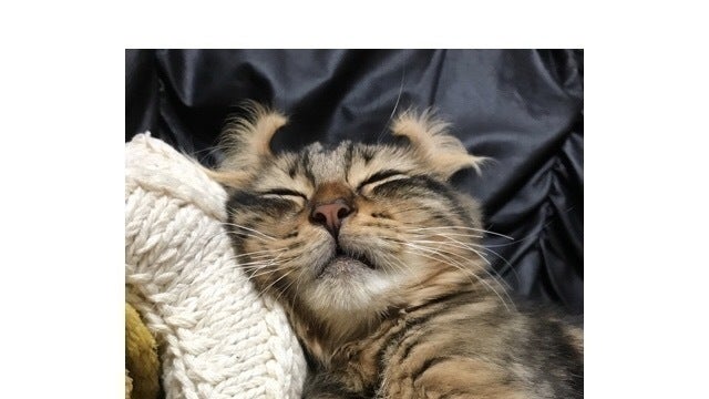 致死率ほぼ100%の猫伝染性腹膜炎【FIP】から愛猫ばぶおを救いたいです 