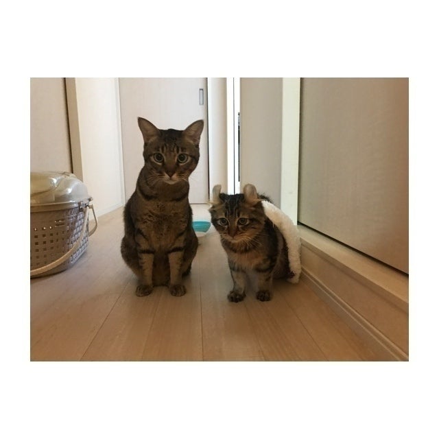 致死率ほぼ100%の猫伝染性腹膜炎【FIP】から愛猫ばぶおを救いたいです 