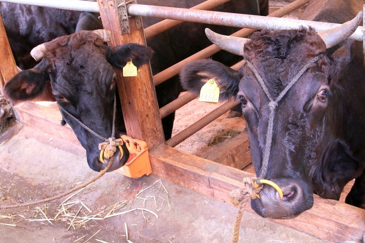 鹿児島黒牛 もうすぐお届けです Campfire キャンプファイヤー 鹿児島黒牛 もうすぐお届けです Campfire キャンプファイヤー