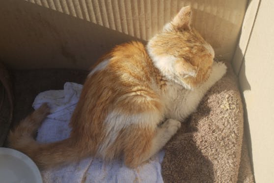 自動車事故にあった子猫の治療費のご支援のお願い - CAMPFIRE 