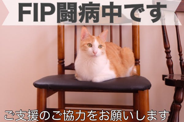 致死率約100 Fip を発症した愛猫かぎおの命を助けたい ご支援お願いします Campfire キャンプファイヤー