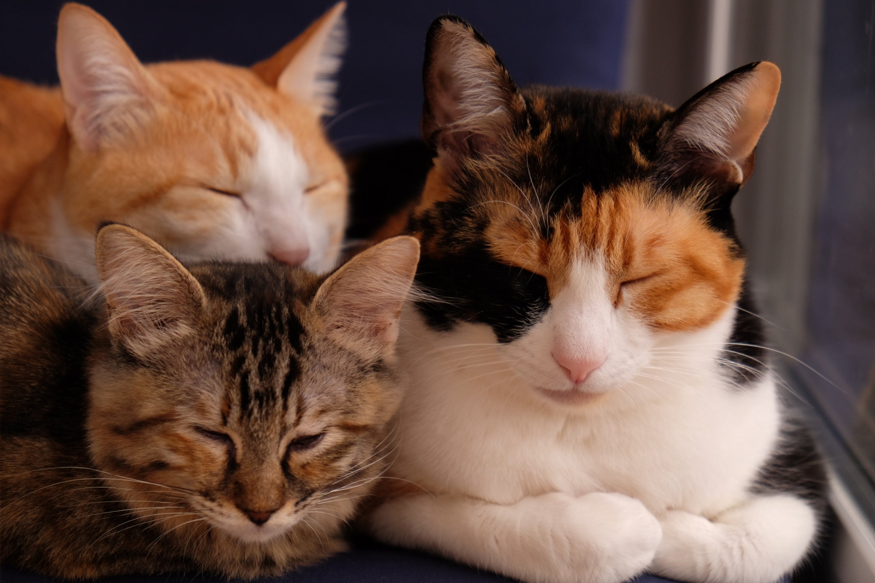 致死率約100％【FIP】を発症した愛猫かぎおの命を助けたい！ご支援 