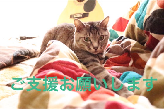 猫白血病ウイルスによりまゆきちです 悪性リンパ腫転移の治療にご支援お願いします Campfire キャンプファイヤー