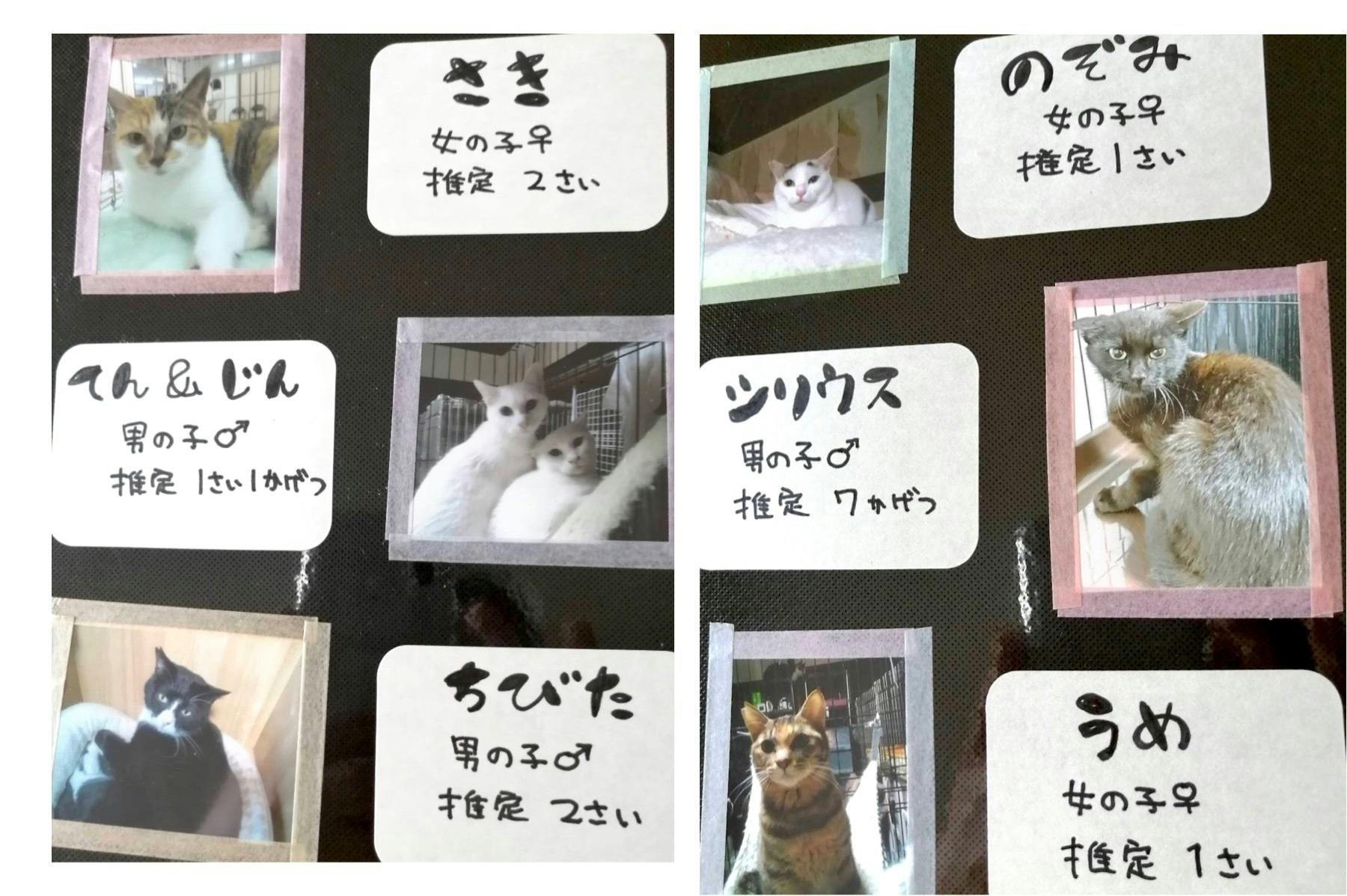 救いたい この世界の片隅で生きる 愛しい猫たちを Campfire キャンプファイヤー 救いたい この世界の片隅で生きる 愛しい猫たちを Campfire キャンプファイヤー