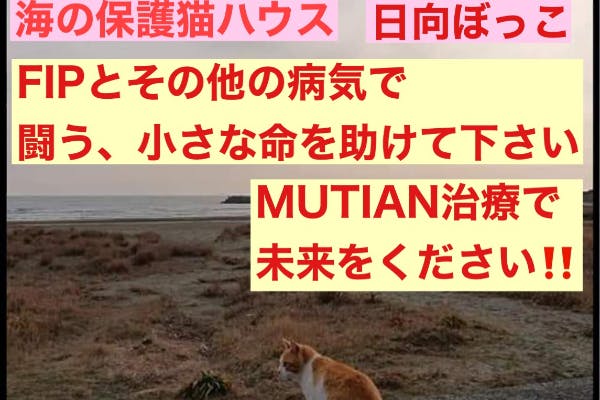 保護猫ハウスのfip 病気と闘う猫ちゃん達に未来を見せて欲しいです Campfire キャンプファイヤー 保護猫ハウスのfip 病気と闘う猫ちゃん達に未来を見せて欲しいです Campfire キャンプファイヤー