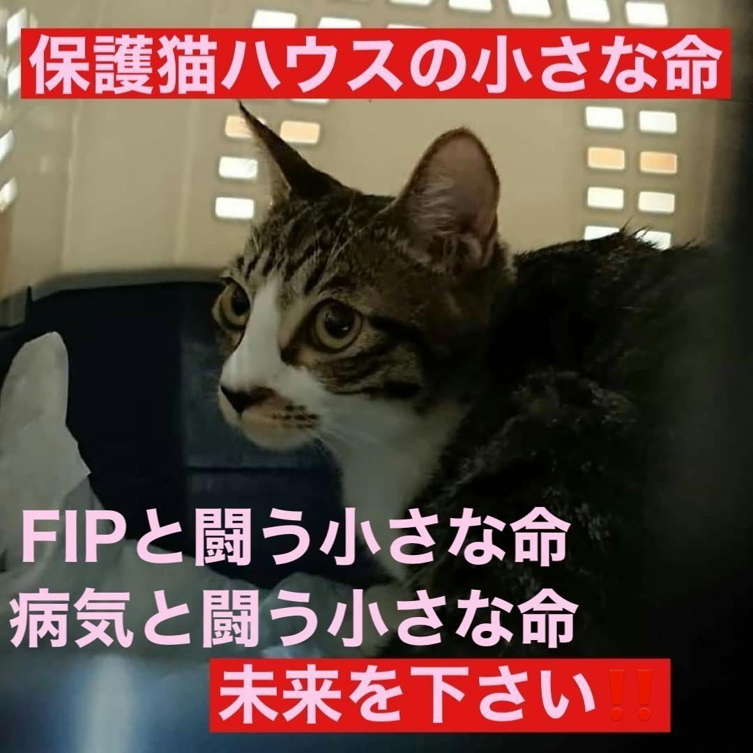 保護猫ハウスのfip 病気と闘う猫ちゃん達に未来を見せて欲しいです Campfire キャンプファイヤー 保護猫ハウスのfip 病気と闘う猫ちゃん達に未来を見せて欲しいです Campfire キャンプファイヤー