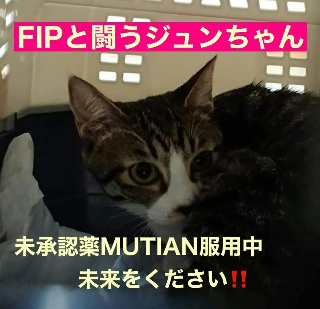 保護猫ハウスのfip 病気と闘う猫ちゃん達に未来を見せて欲しいです Campfire キャンプファイヤー 保護猫ハウスのfip 病気と闘う猫ちゃん達に未来を見せて欲しいです Campfire キャンプファイヤー