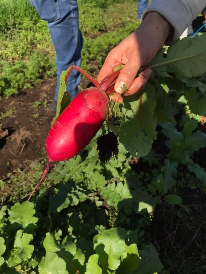 神奈川県産食材を集めた地産地消おせちギフトセットを開発販売 Campfire キャンプファイヤー 神奈川県産食材を集めた地産地消おせちギフトセットを開発販売 Campfire キャンプファイヤー