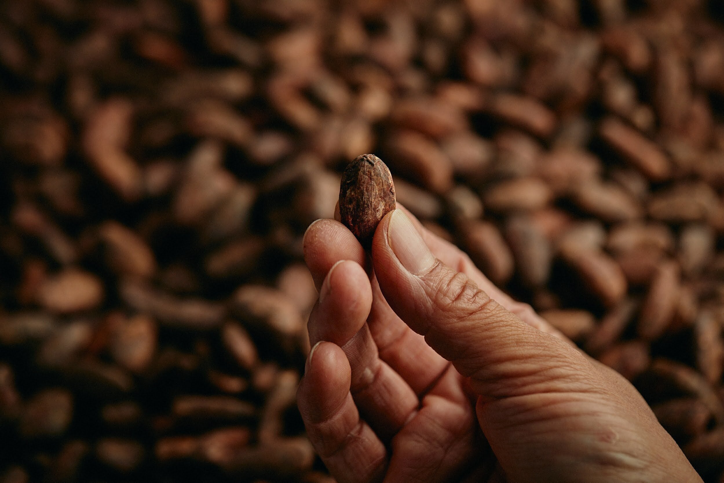 Racatiオーナー矢野太一 Craftman Campfire キャンプファイヤー Racatiオーナー矢野太一 Craftman Campfire キャンプファイヤー