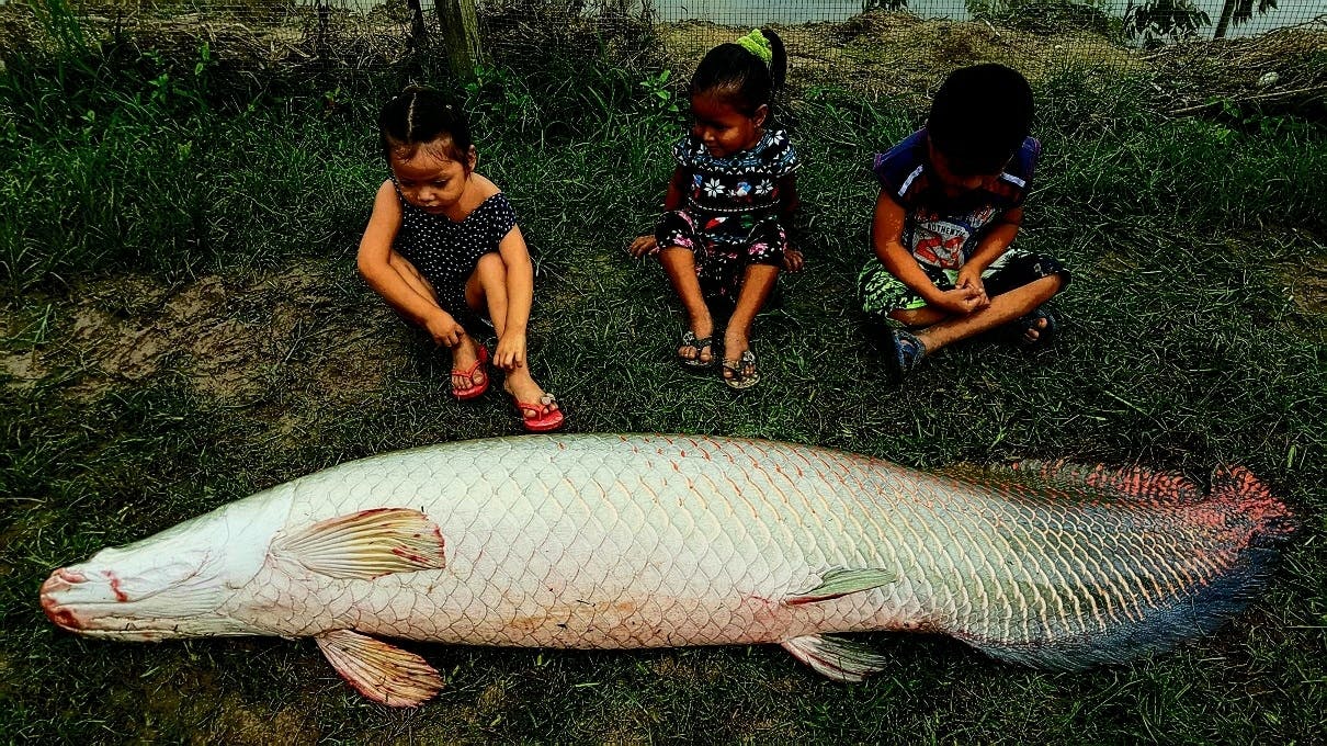 絶品】アマゾンの大魚、生きた化石ピラルクをもう一度食べたい！ - CAMPFIRE (キャンプファイヤー)