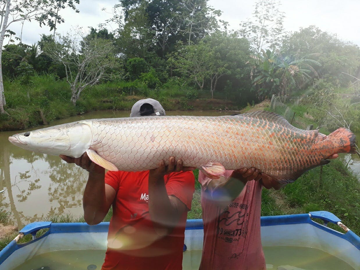 絶品 アマゾンの大魚 生きた化石ピラルクをもう一度食べたい Campfire キャンプファイヤー 絶品 アマゾンの大魚 生きた化石ピラルクをもう一度食べたい Campfire キャンプファイヤー