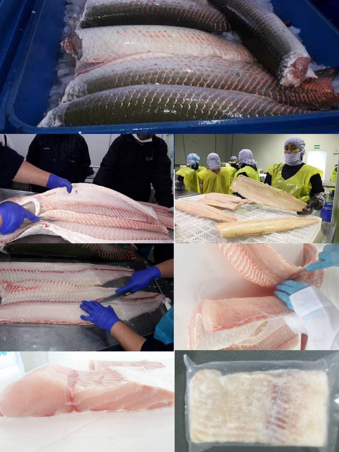 絶品 アマゾンの大魚 生きた化石ピラルクをもう一度食べたい Campfire キャンプファイヤー 絶品 アマゾンの大魚 生きた化石ピラルクをもう一度食べたい Campfire キャンプファイヤー