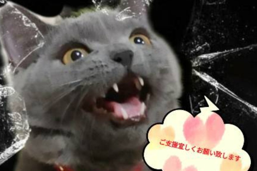 保護猫らむねを助けてください Campfire キャンプファイヤー