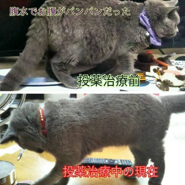 保護猫らむねを助けてください Campfire キャンプファイヤー 保護猫らむねを助けてください Campfire キャンプファイヤー