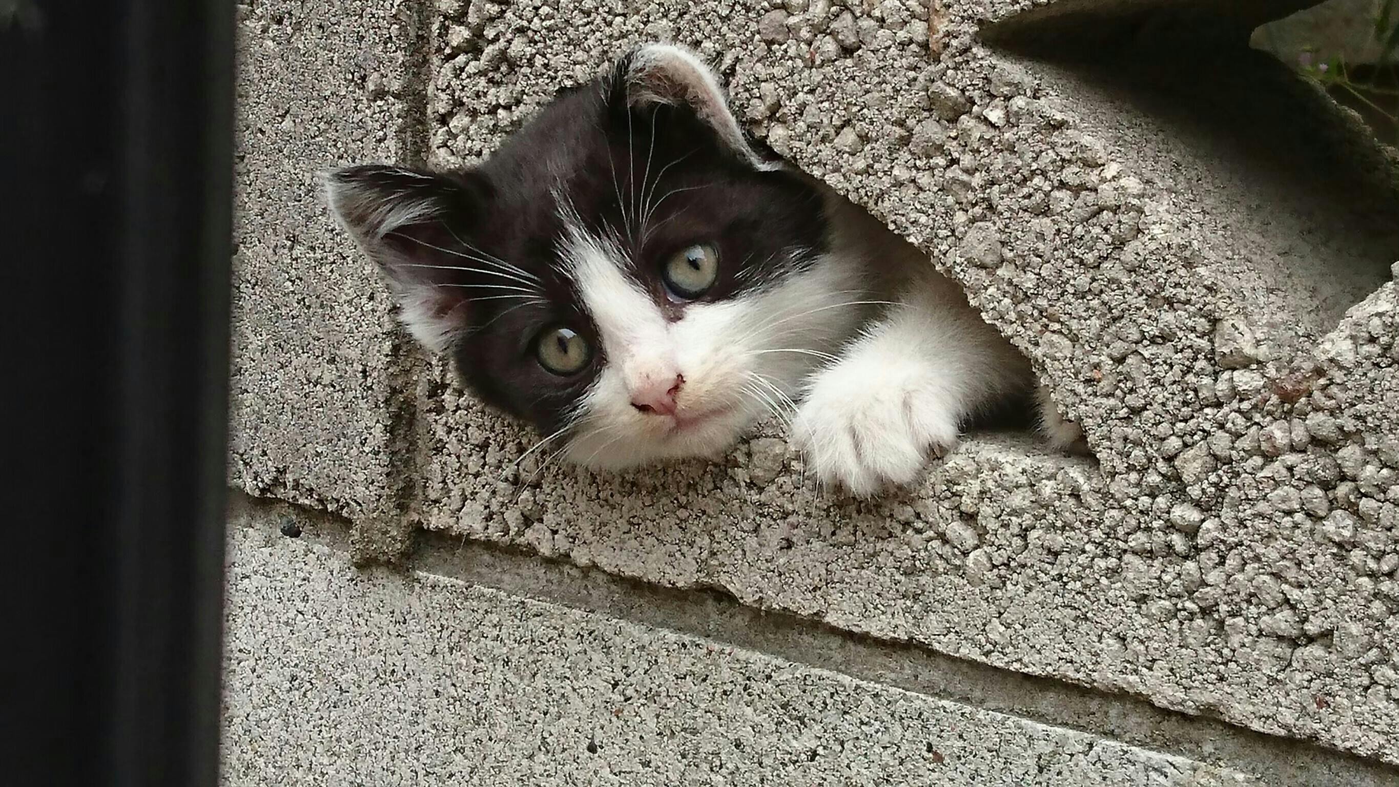 猫たちが幸せに暮らすためにできること Tnrとずっとのお家探し Campfire キャンプファイヤー 猫たちが幸せに暮らすためにできること Tnrとずっとのお家探し Campfire キャンプファイヤー