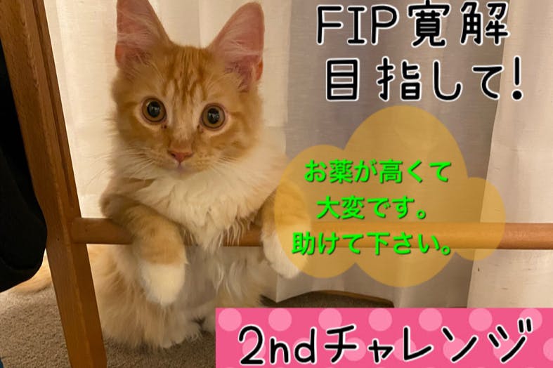 Fip寛解目指す愛猫の治療費 2ndチャレンジ にご協力お願い致します Campfire キャンプファイヤー