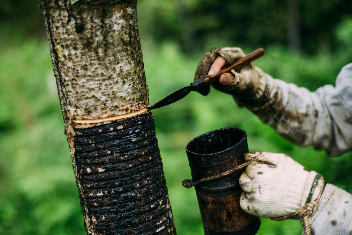 未来へつなぐ漆の木 京都府 京北の森で植栽 広げたい 持続可能なモノづくりの輪 Campfire キャンプファイヤー 未来へつなぐ漆の木 京都府 京北の森で植栽 広げたい 持続可能なモノづくりの輪 Campfire キャンプファイヤー