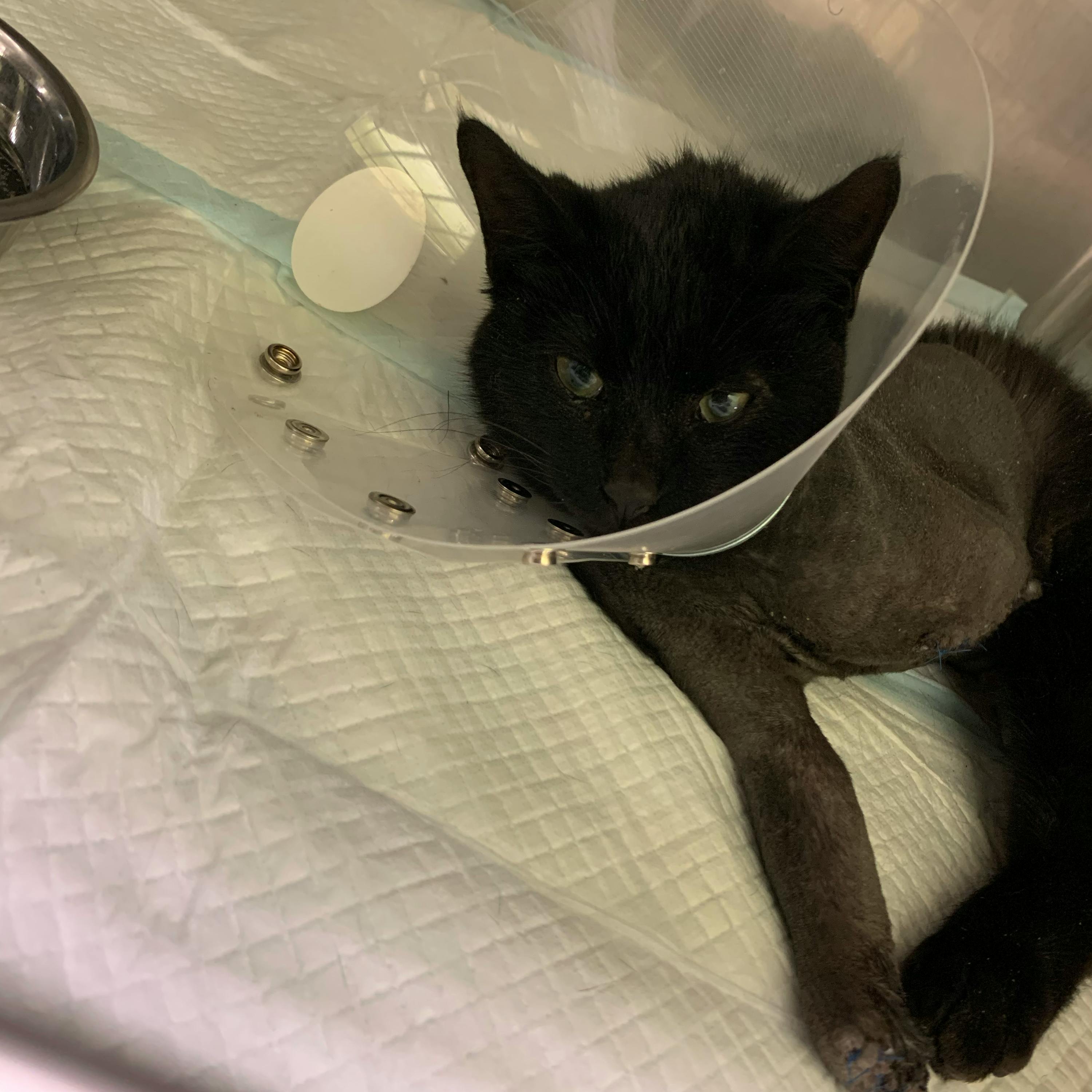 車にひかれた仔猫 保護猫の手術 育てるのに必要です Campfire キャンプファイヤー 車にひかれた仔猫 保護猫の手術 育てるのに必要です Campfire キャンプファイヤー