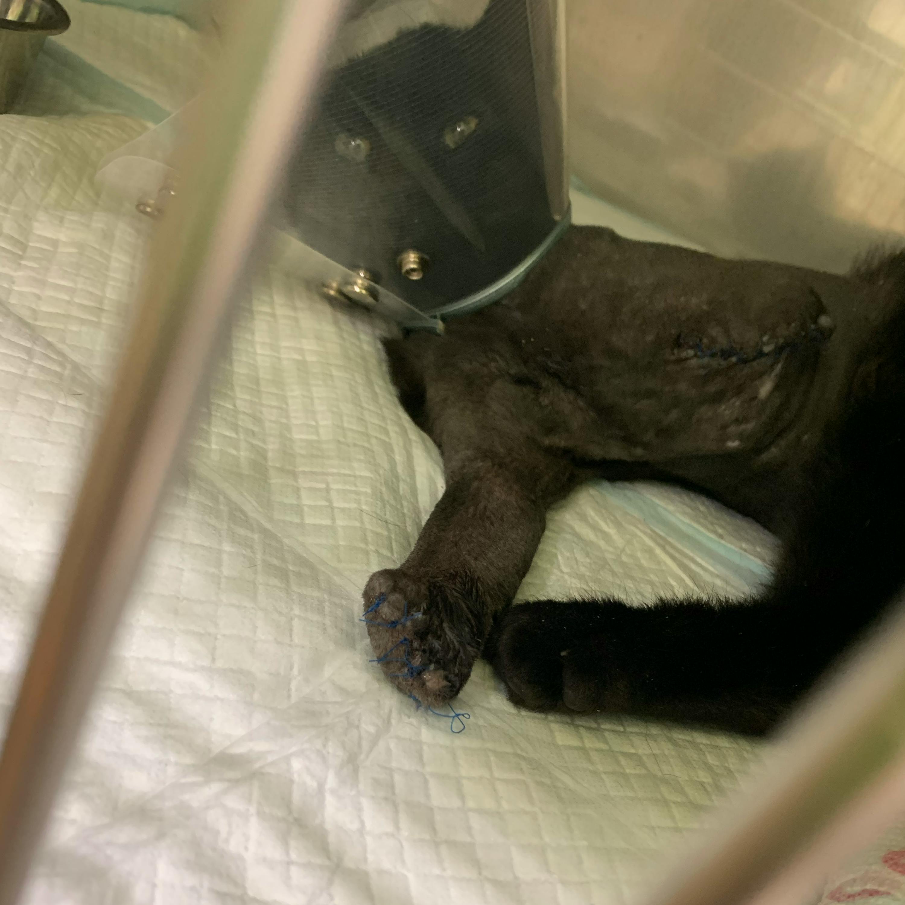 車にひかれた仔猫 保護猫の手術 育てるのに必要です Campfire キャンプファイヤー 車にひかれた仔猫 保護猫の手術 育てるのに必要です Campfire キャンプファイヤー