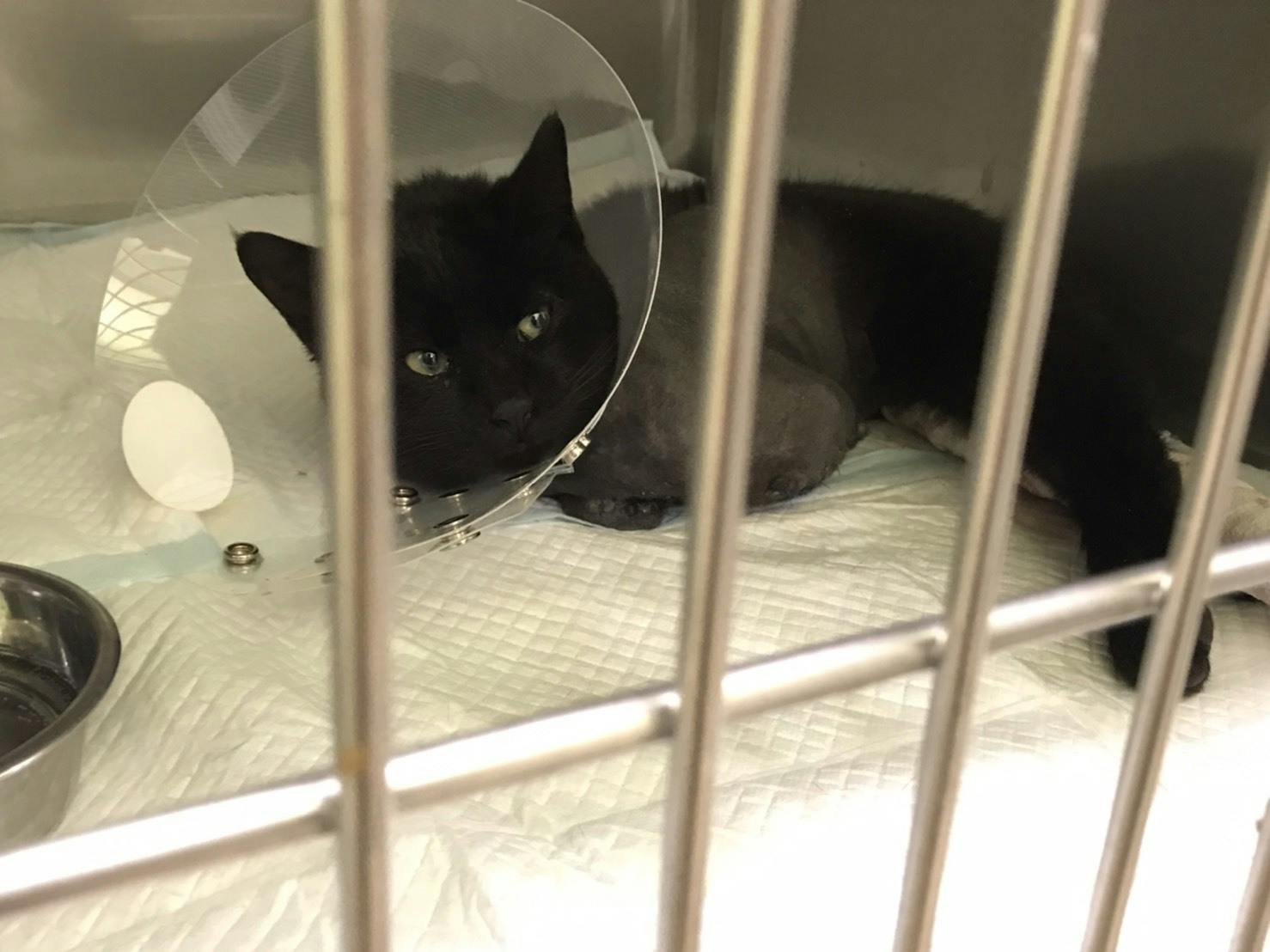 車にひかれた仔猫 保護猫の手術 育てるのに必要です Campfire キャンプファイヤー 車にひかれた仔猫 保護猫の手術 育てるのに必要です Campfire キャンプファイヤー