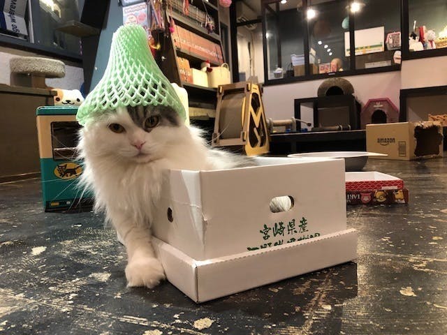 保護猫カフェ 猫まる茶屋 営業継続支援のお願い Campfire キャンプファイヤー 保護猫カフェ 猫まる茶屋 営業継続支援のお願い Campfire キャンプファイヤー