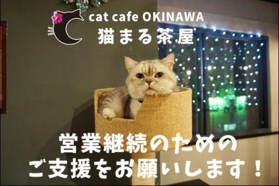 保護猫カフェ 猫まる茶屋 営業継続支援のお願い Campfire キャンプファイヤー