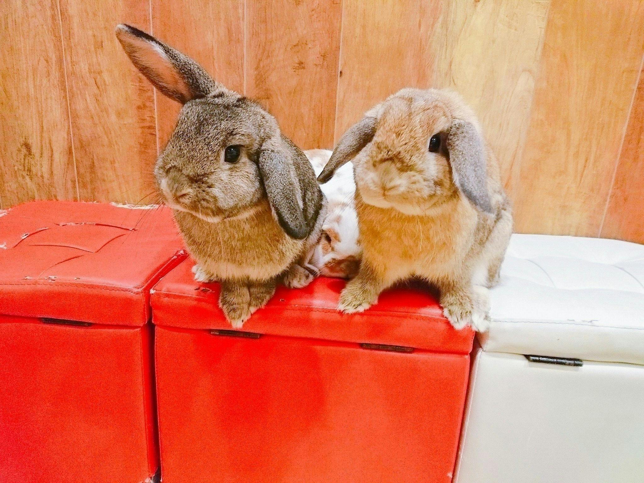 うさぎカフェ もふれる コロナウィルスに負けたくない 店舗運営ご支援のお願い Campfire キャンプファイヤー うさぎカフェ もふれる コロナウィルスに負けたくない 店舗運営ご支援のお願い Campfire キャンプファイヤー
