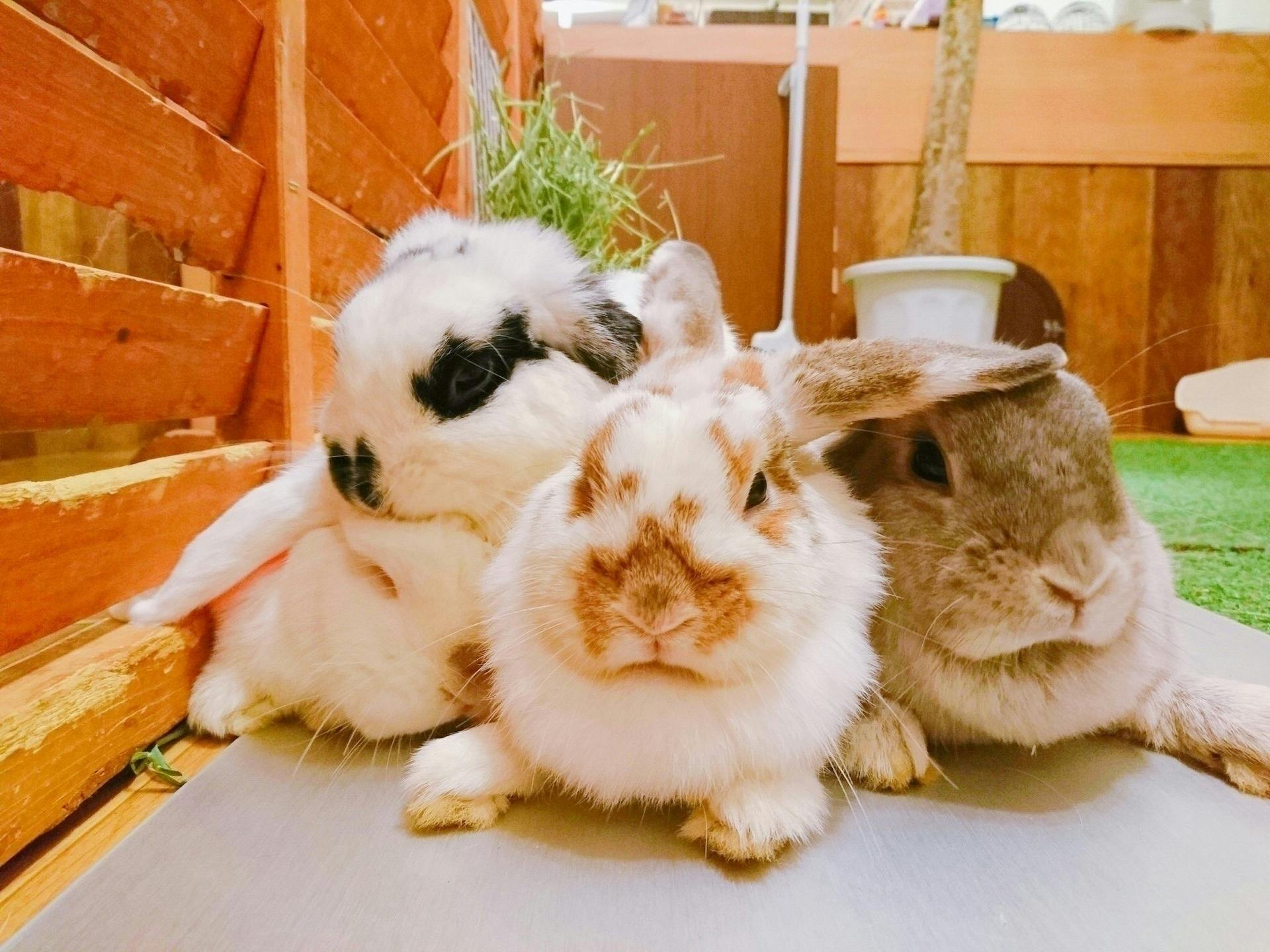うさぎカフェ もふれる コロナウィルスに負けたくない 店舗運営ご支援のお願い Campfire キャンプファイヤー うさぎカフェ もふれる コロナウィルスに負けたくない 店舗運営ご支援のお願い Campfire キャンプファイヤー