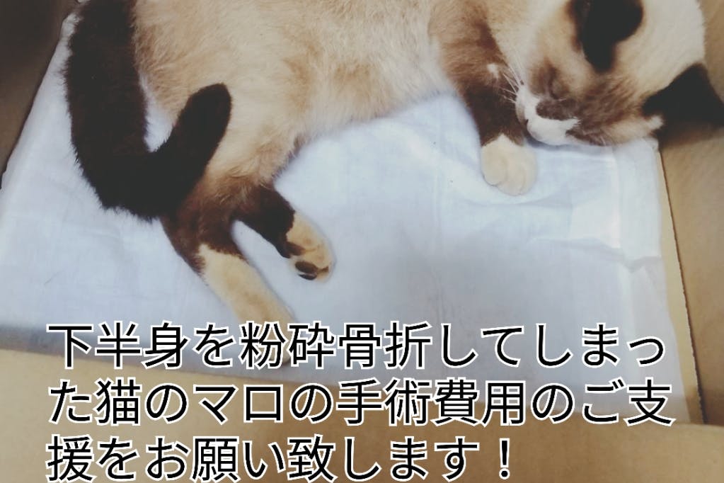 骨盤を粉砕骨折した猫ちゃんを救いたい骨盤を粉砕骨折した猫ちゃんを救いたい