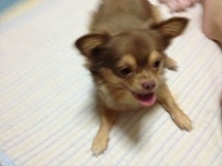 手術費用のご支援お願い 心臓 胆嚢の病気で散歩も出来なくなった弟犬を助けたい Campfire キャンプファイヤー 手術費用のご支援お願い 心臓 胆嚢の病気で散歩も出来なくなった弟犬を助けたい Campfire キャンプファイヤー